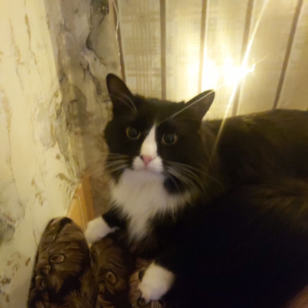Котик