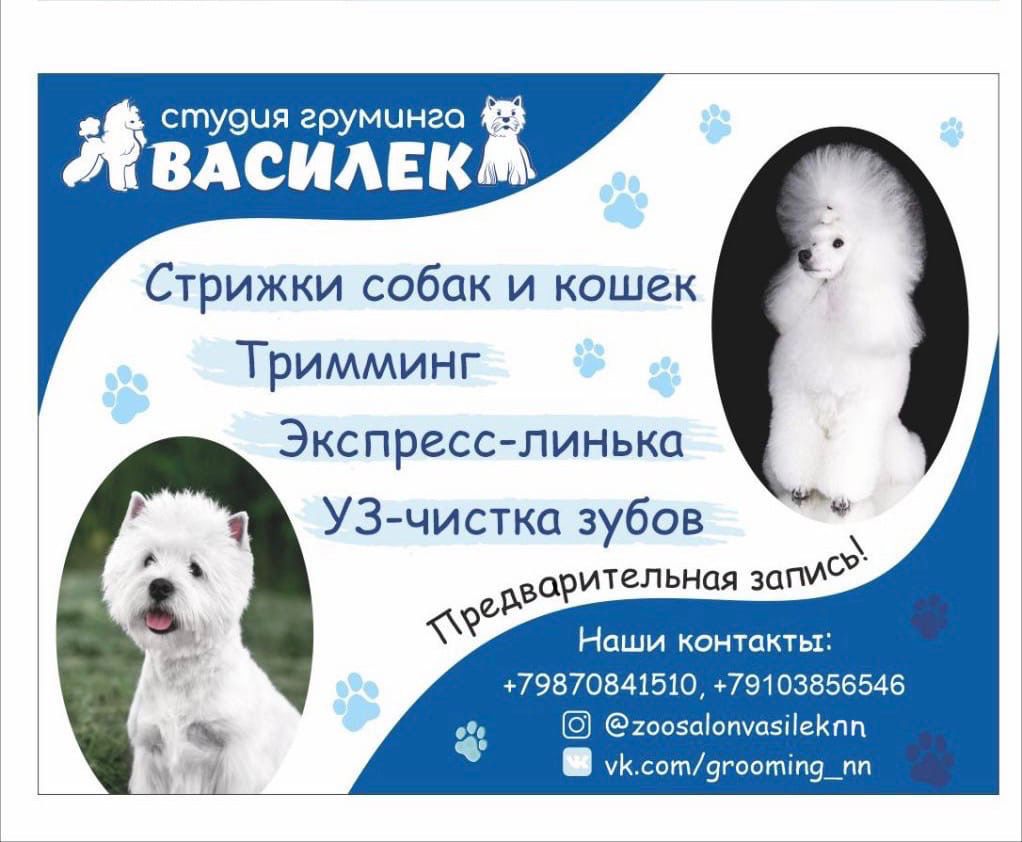 Студия груминга "Василек" НН