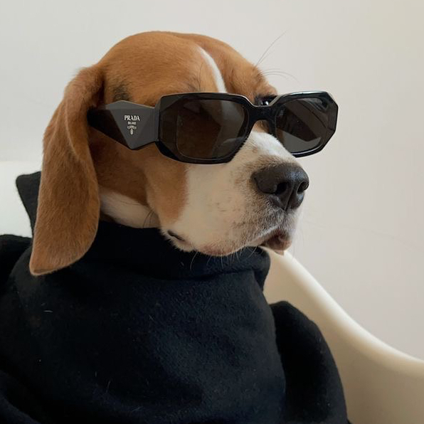 Woof studio