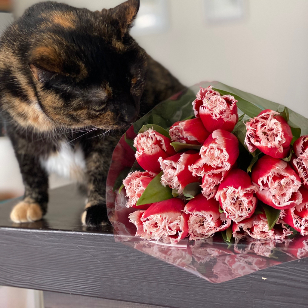 Котокафе Дела Кошачьи
